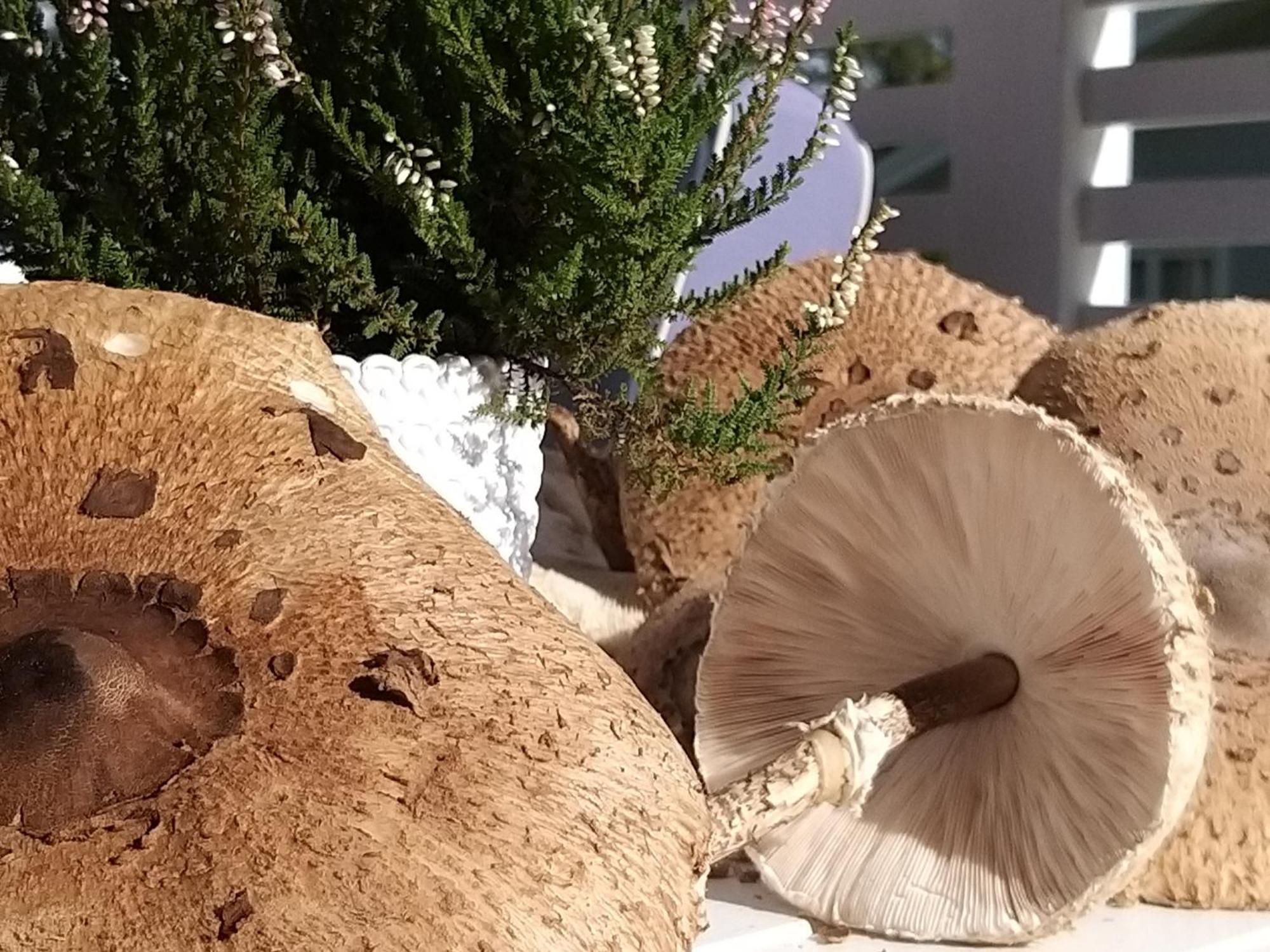 Przystan Na Zagorzu - Apartamenty Nad Jeziorem Drezdenko Exteriör bild